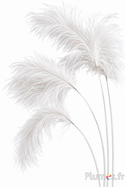 Panicule struzzo calamo argentato - 30-40 cm - bianco-crema